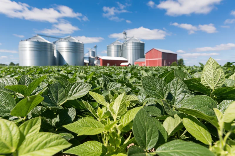 Soybean plants growing in a field with farm buildings and silos in the background