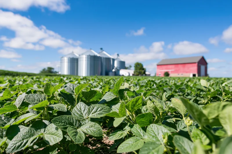 Soybean plants growing in a field with a red barn and metal silos in the background under a blue sky