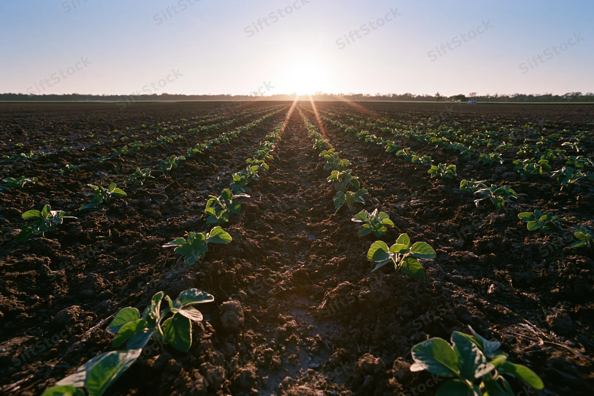 Young soybean seedlings growing in converging rows across a cultivated field at sunrise