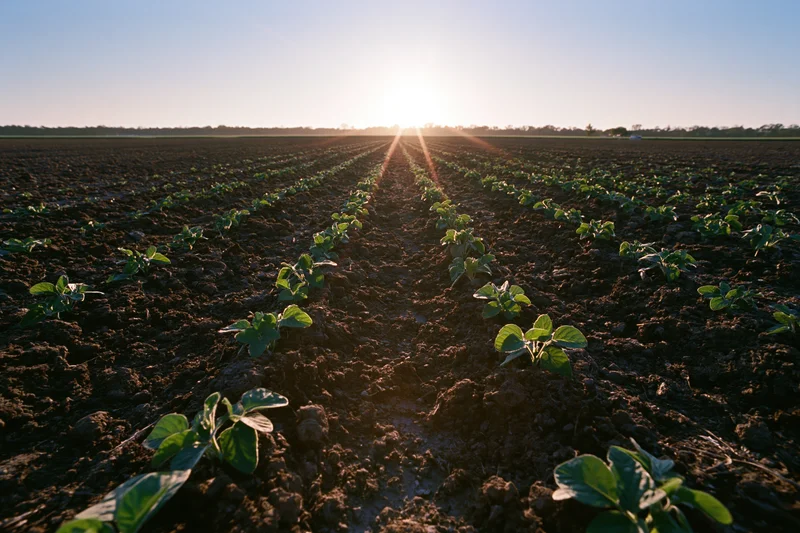 Young soybean seedlings growing in converging rows across a cultivated field at sunrise