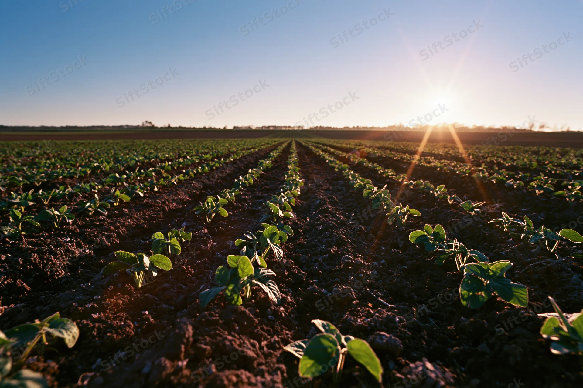 Young soybean seedlings growing in rows across a field at sunrise