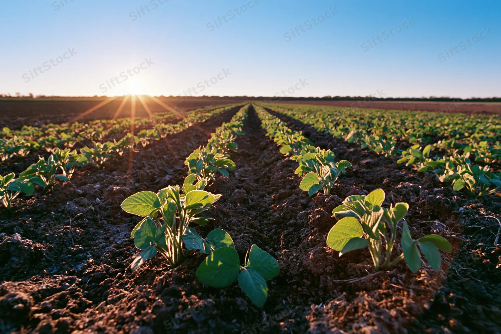 Young soybean seedlings growing in rows across a field at sunrise