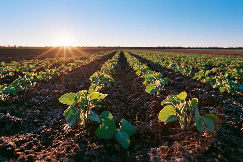 Young soybean seedlings growing in rows across a field at sunrise