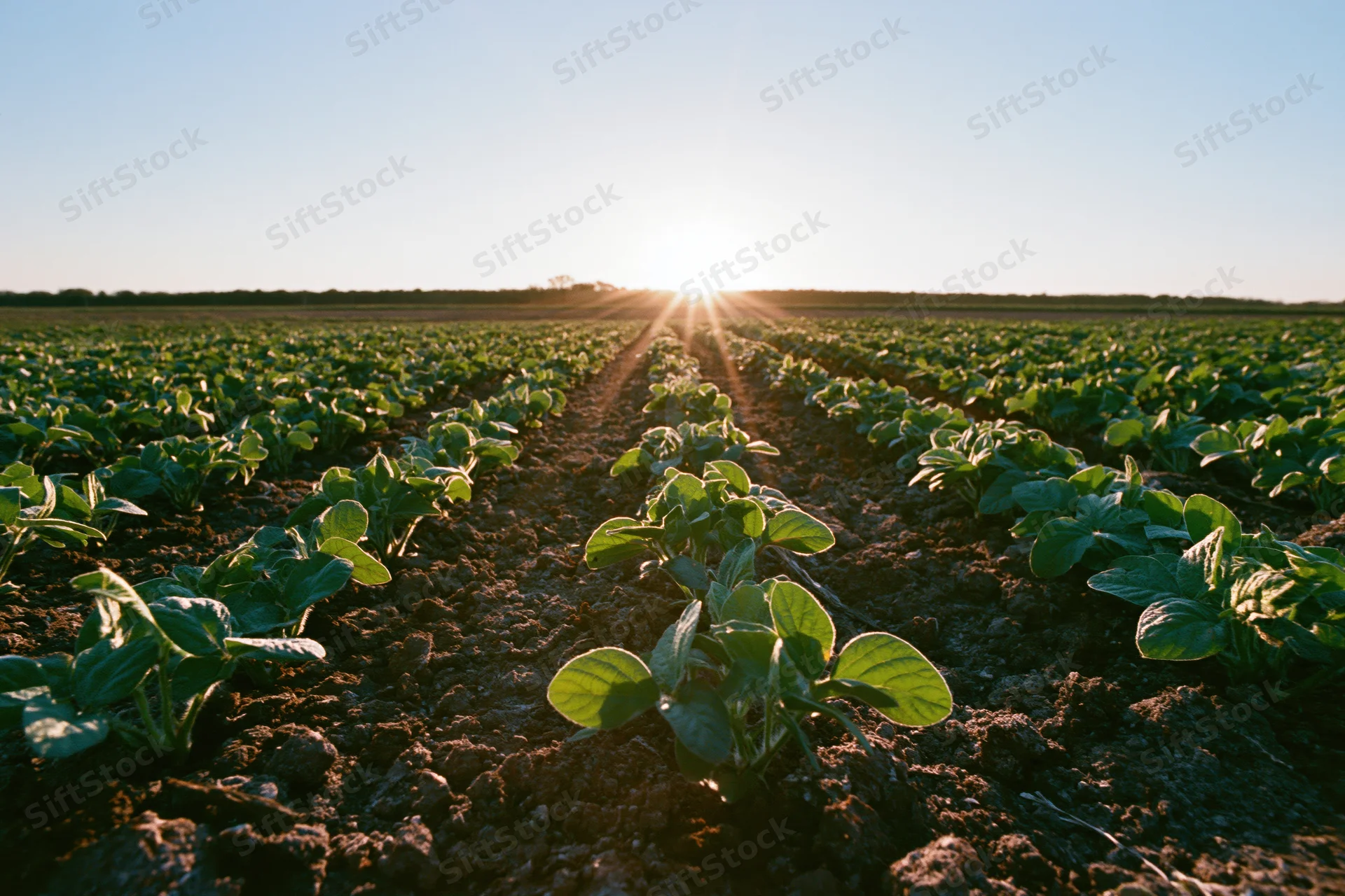 Rows of young soybean seedlings growing in a field at sunrise