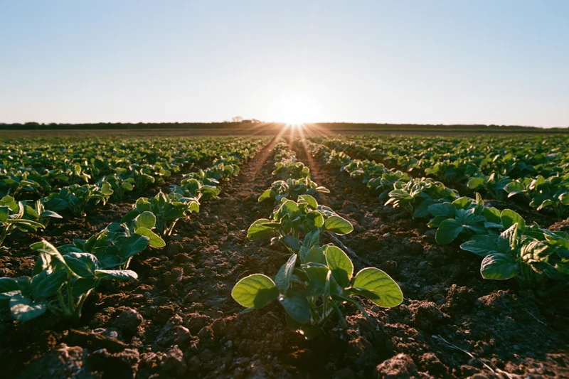 Rows of young soybean seedlings growing in a field at sunrise