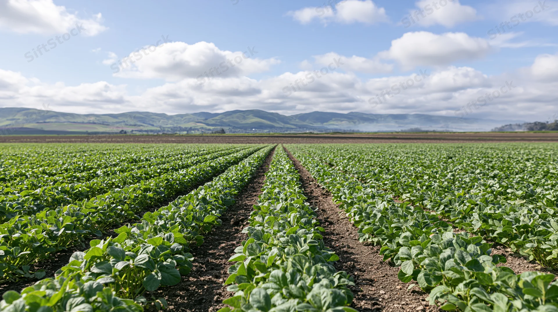 Rows of young green soybean plants growing in a wide agricultural field under a blue sky with clouds and distant hills