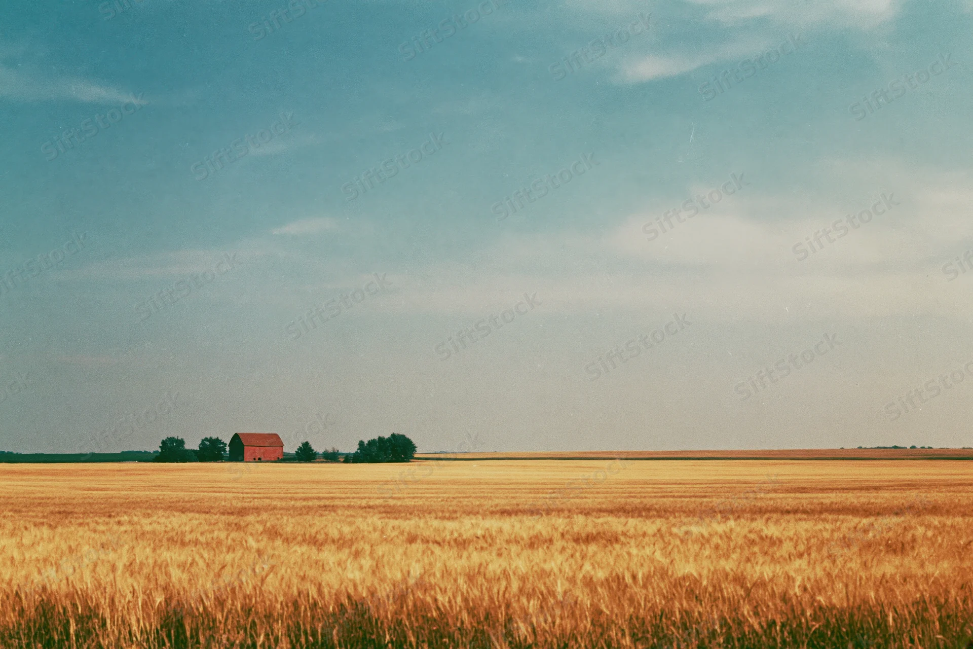 Golden wheat field stretching to horizon with red barn in distance under cloudy sky