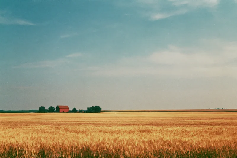 Golden wheat field stretching to horizon with red barn in distance under cloudy sky