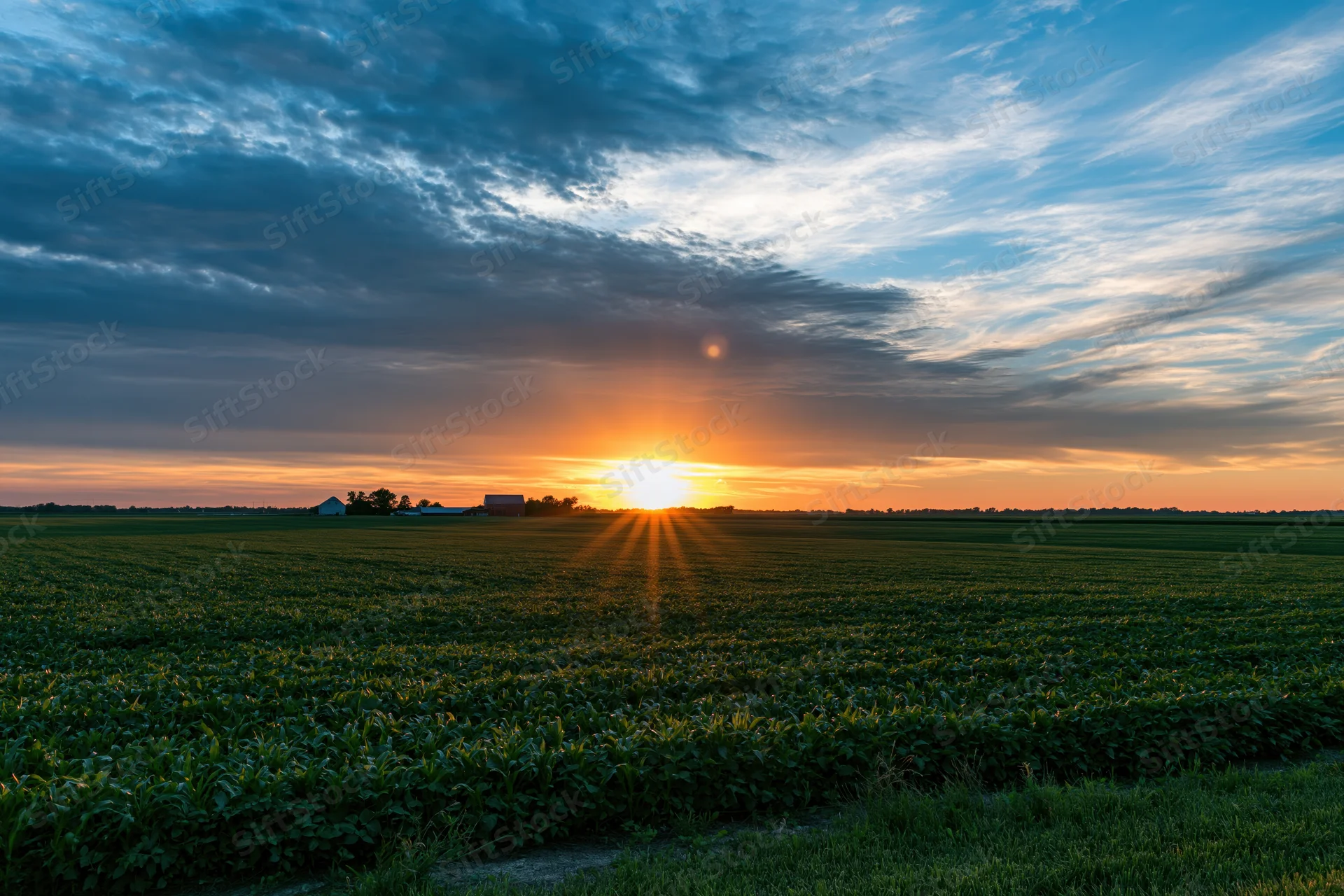 Sunset over a vast cornfield in a midwestern farm landscape at golden hour