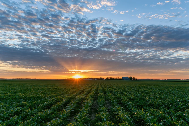Rows of corn in a flat farm field at sunset with sunrays through clouds