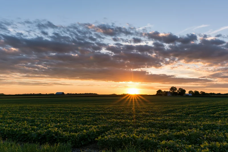 Sunset over a flat midwestern farm field with crops and distant barns at golden hour