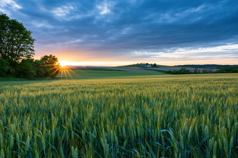 Wheat field at sunset with sunbeams over rolling hills and distant farmhouse