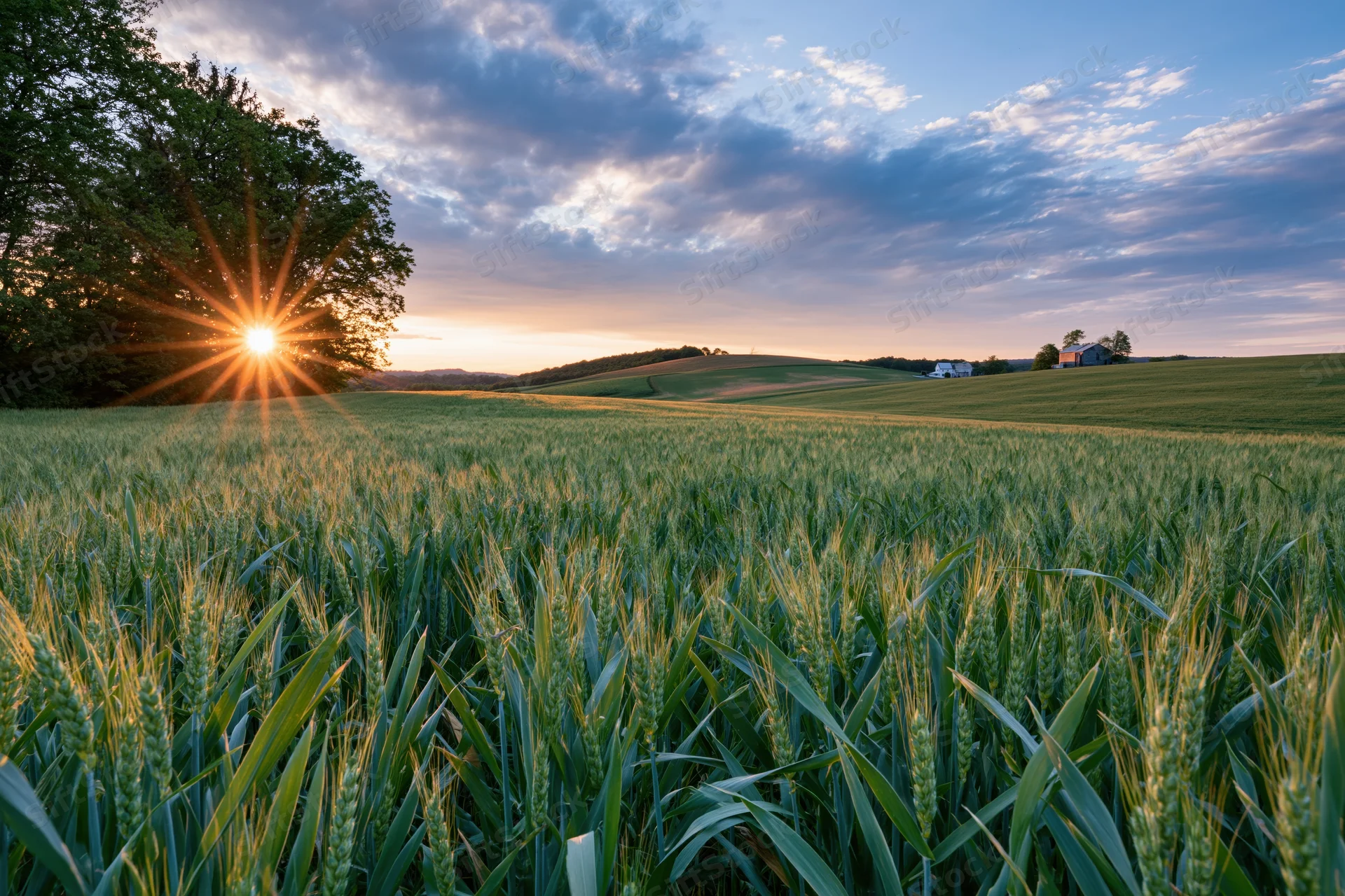 Wheat field at sunset with sunburst behind tree and farmhouses on rolling hills