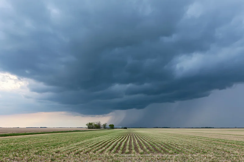 Dark storm clouds over a flat Midwestern cornfield with neat rows stretching to the horizon