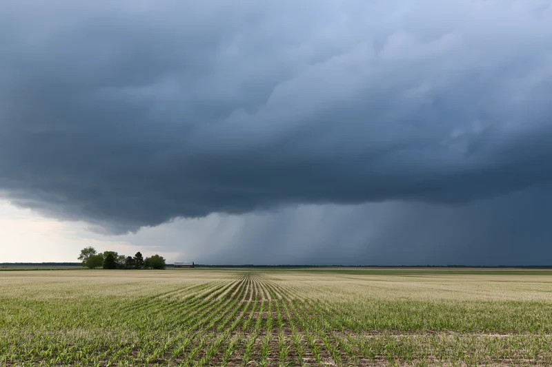 Storm clouds looming over a flat cornfield in midwestern farmland