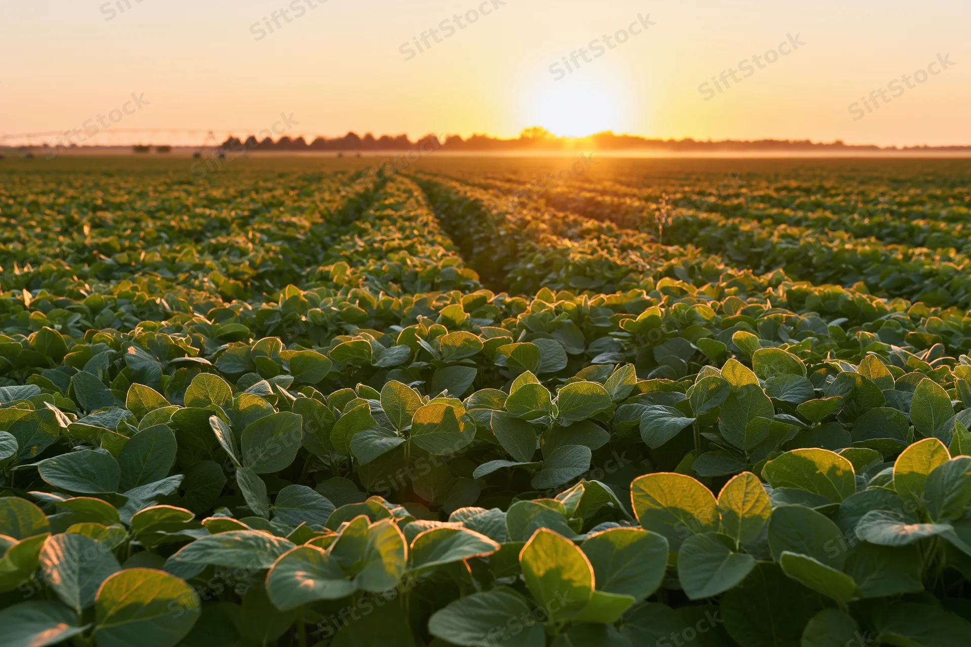 Soybean field stretching to the horizon at sunset with rows of green plants under warm golden light
