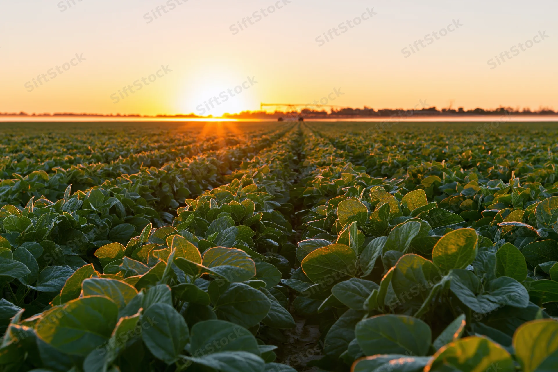 Rows of soybean plants stretching across a field at sunset
