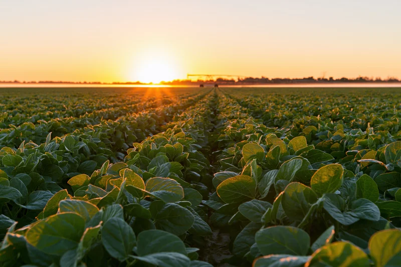 Rows of soybean plants stretching across a field at sunset