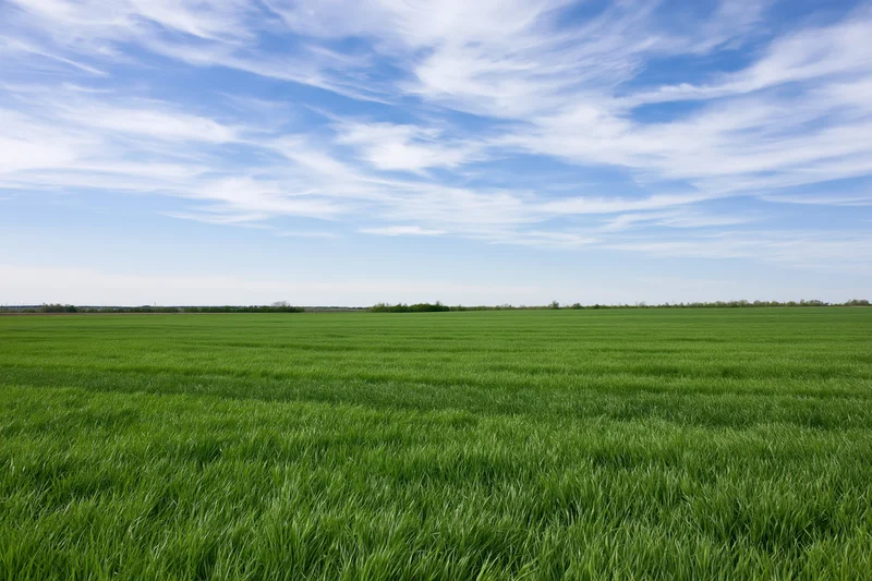 Wide green crop field stretching to flat horizon under blue sky with wispy clouds