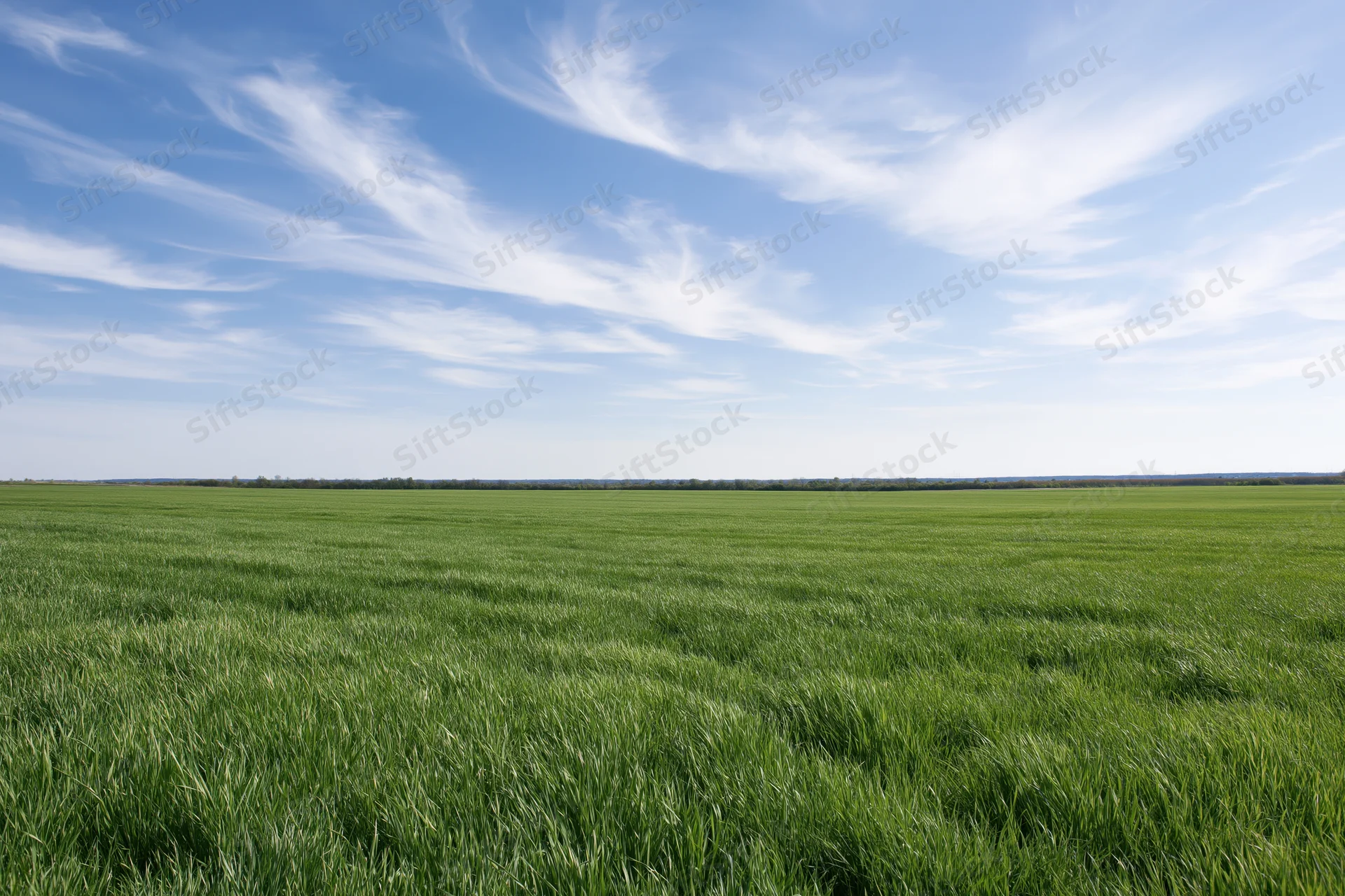 Wide green crop field stretching to flat horizon under blue sky with wispy clouds