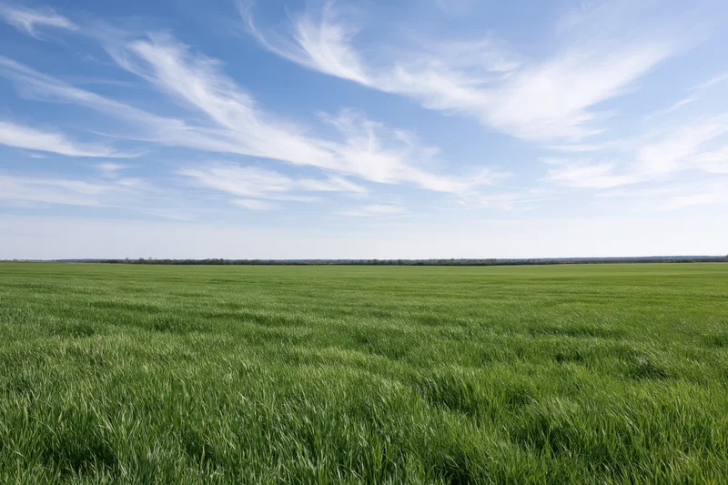 Wide green crop field stretching to flat horizon under blue sky with wispy clouds