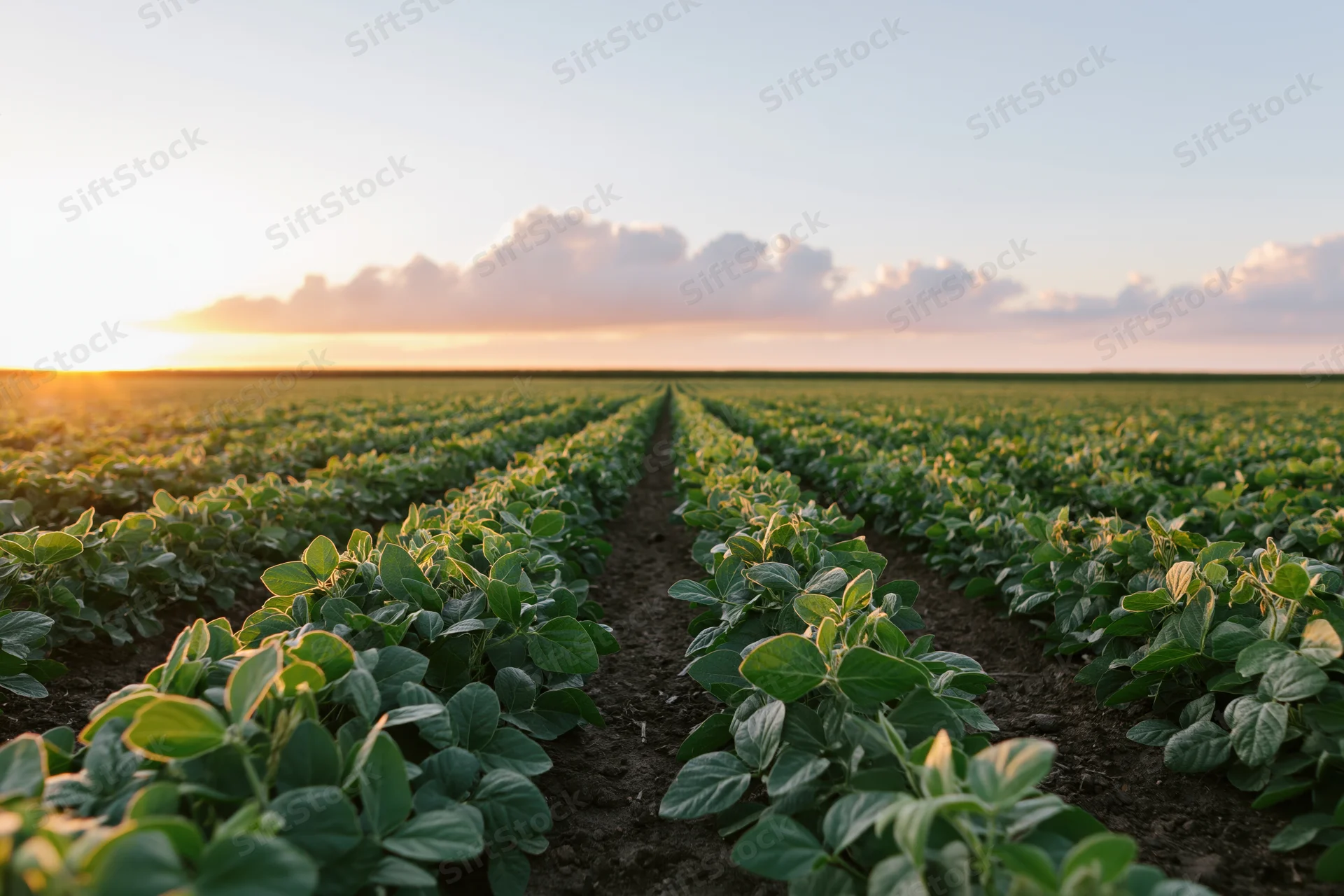 Rows of soybean plants growing in a wide open field at sunset