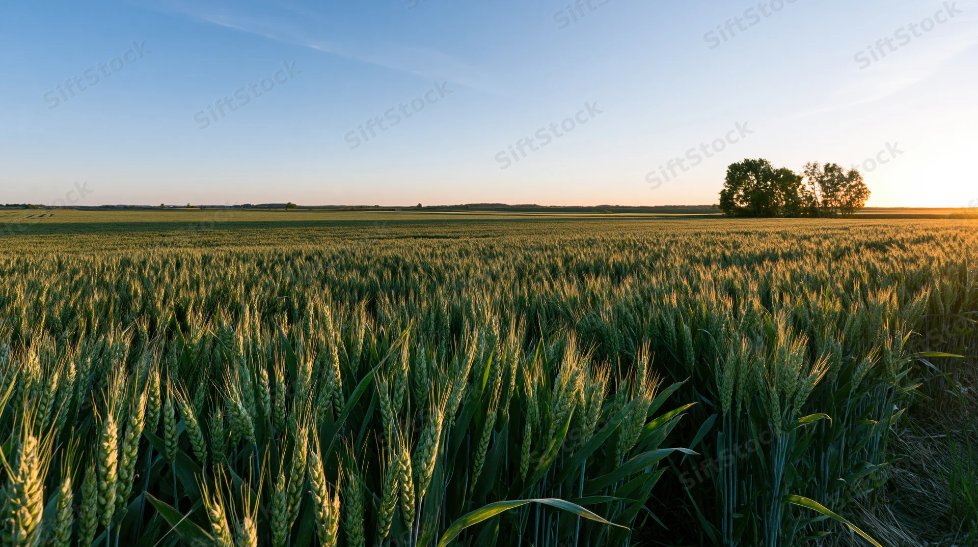 Wide view of a green wheat field stretching to the horizon under a clear sky at sunset