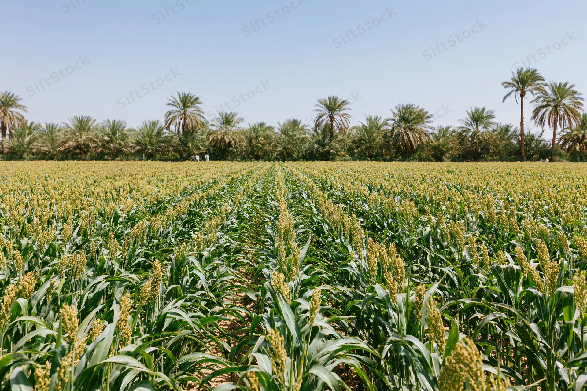 Rows of sorghum plants growing in a cultivated field under a clear blue sky with palm trees in the distance