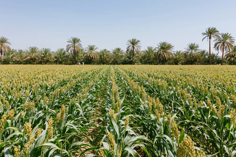 Rows of sorghum plants growing in a cultivated field under a clear blue sky with palm trees in the distance