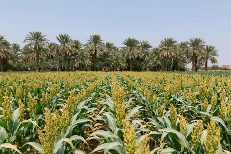 Rows of sorghum plants growing in a cultivated field with palm trees in the background