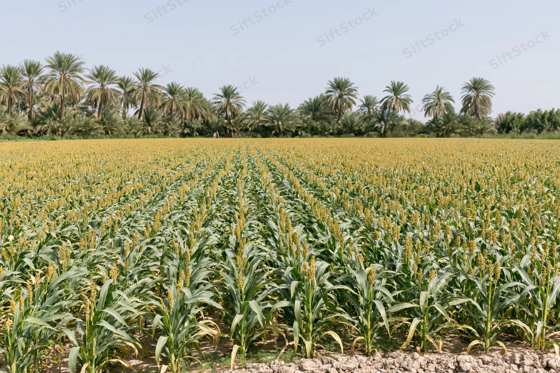 Rows of sorghum plants growing in a cultivated field under a clear sky with palm trees in the background