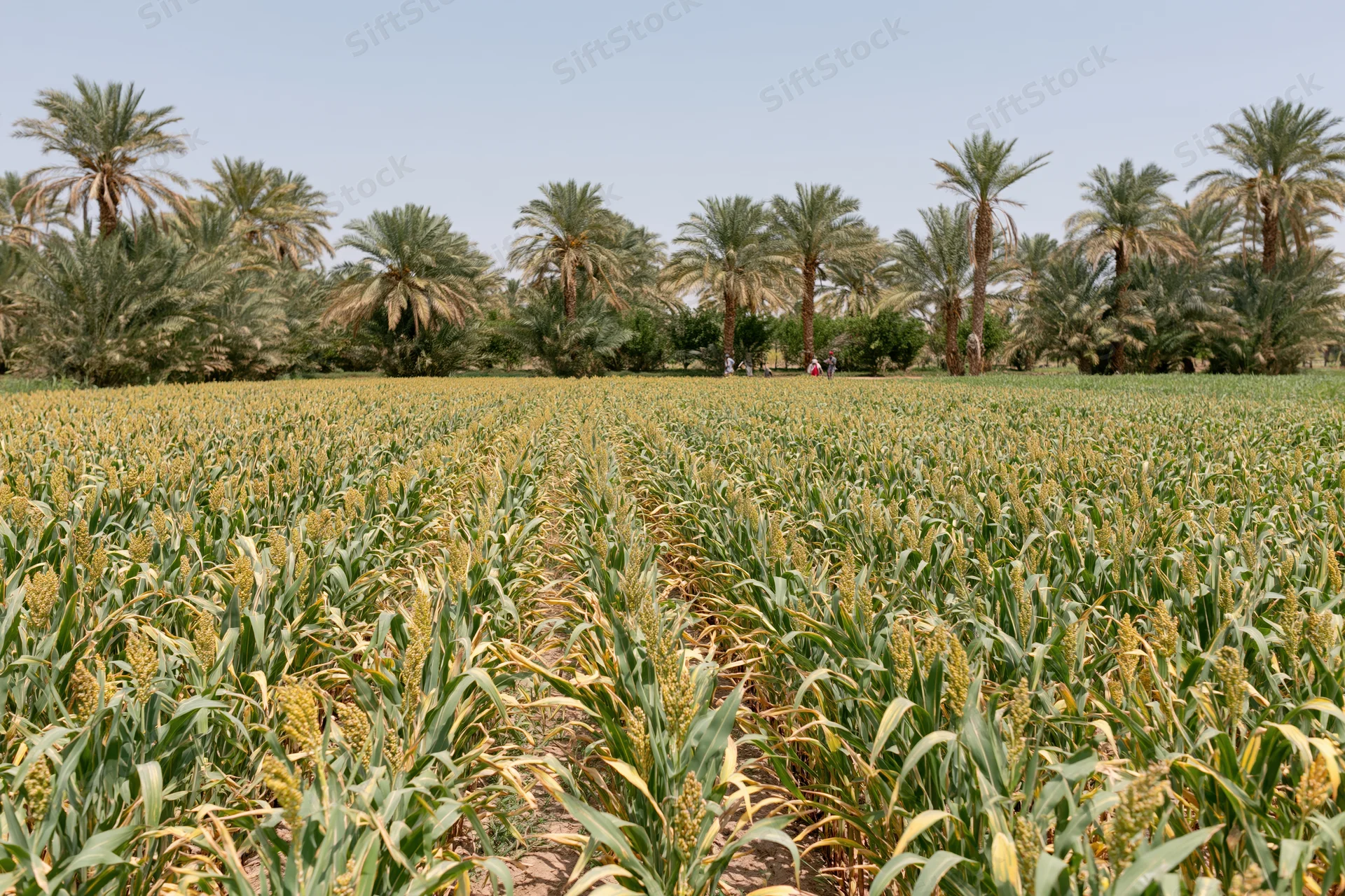 Rows of sorghum growing in a cultivated field under a clear sky with palm trees in the distance
