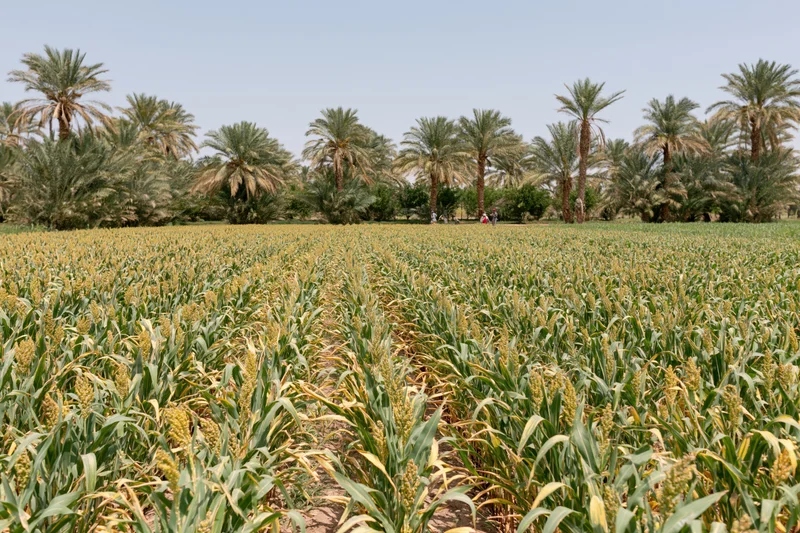 Rows of sorghum growing in a cultivated field under a clear sky with palm trees in the distance