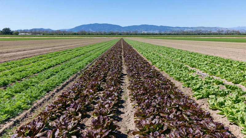 Rows of green and purple lettuce growing in a farm field under a clear sky with distant mountains