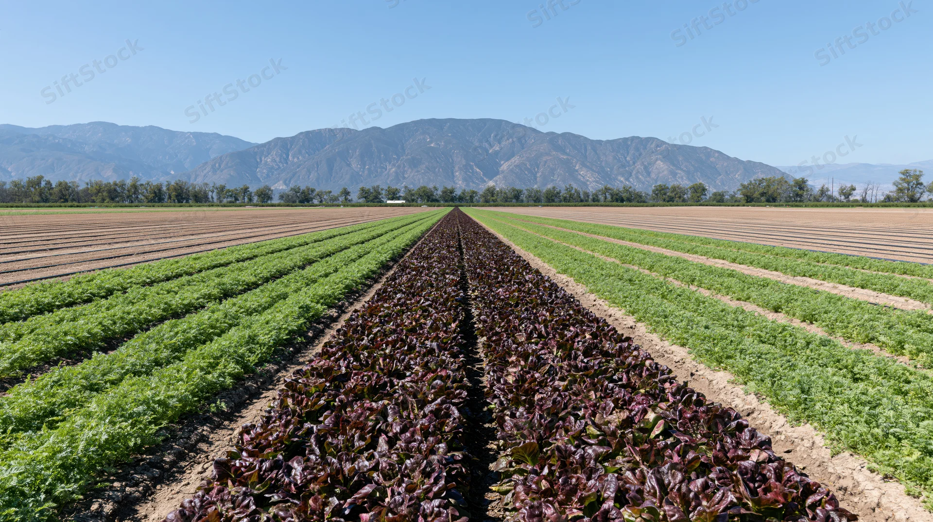 Rows of green carrot crops and dark-leafed lettuce stretching across a farm field with mountains in the background