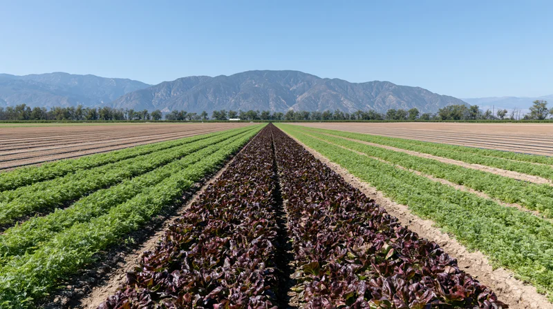 Rows of green carrot crops and dark-leafed lettuce stretching across a farm field with mountains in the background