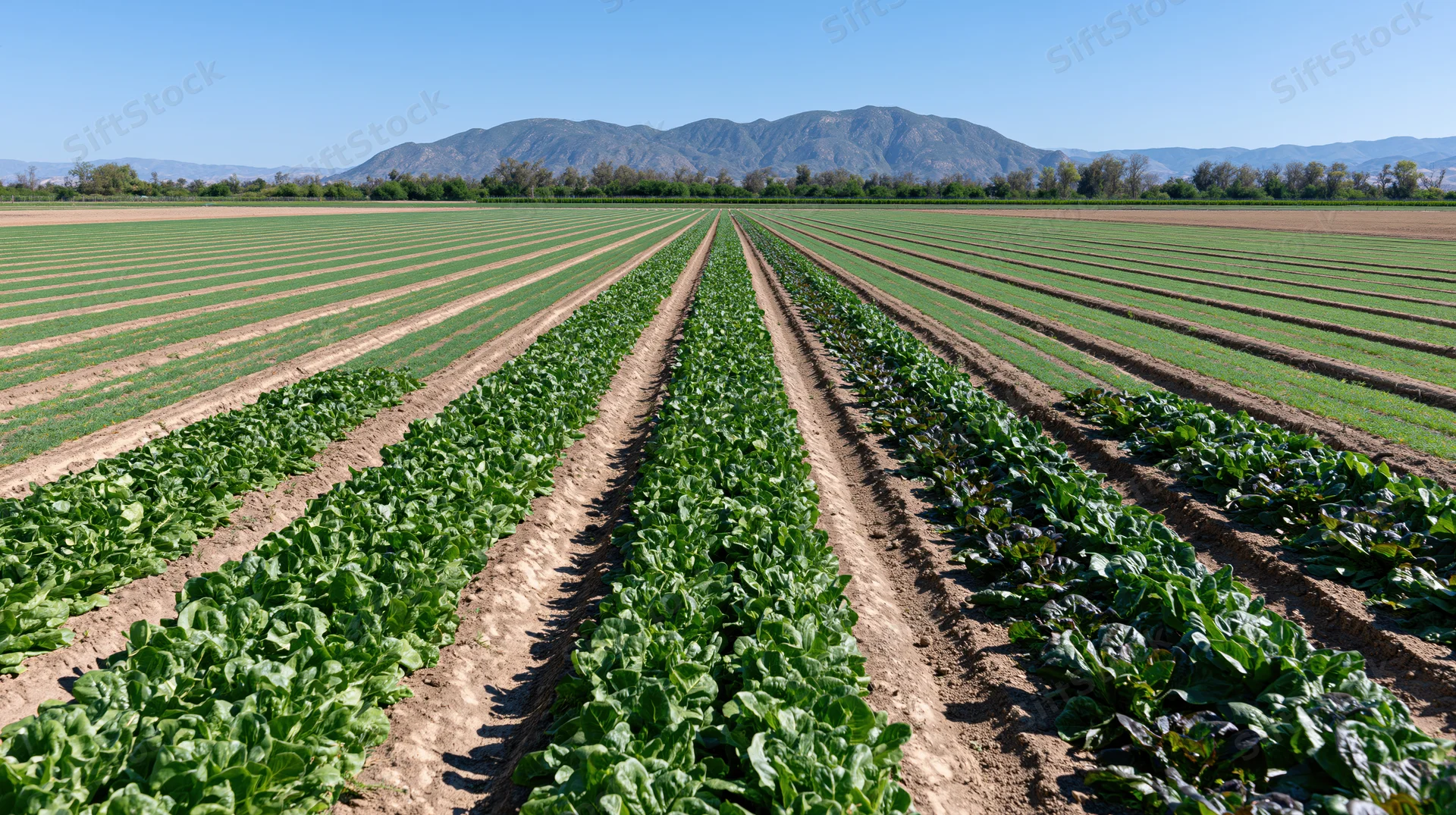 Rows of green lettuce and dark-leafed carrot crops growing in a wide open field under a clear blue sky with mountains in the distance