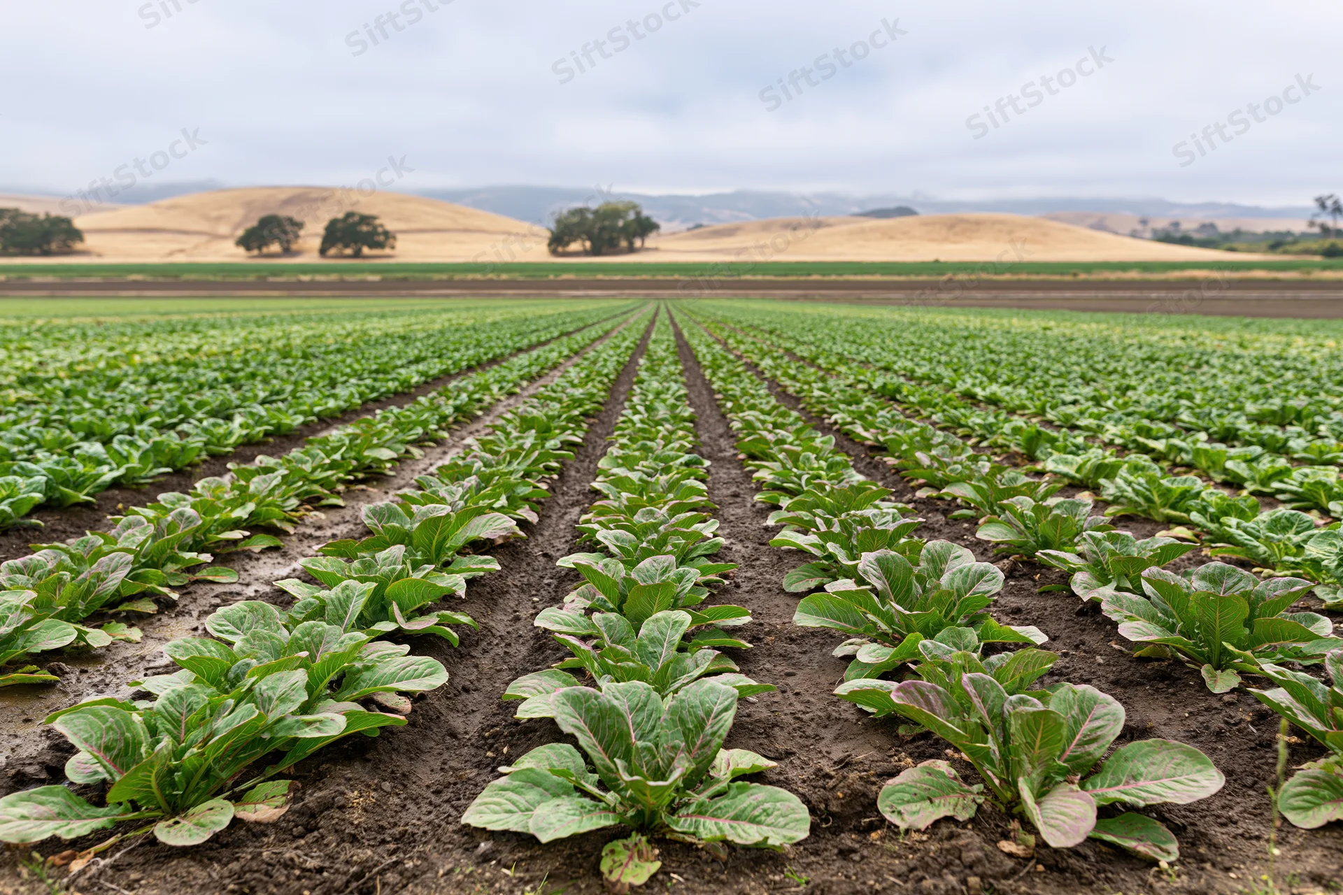 Rows of young lettuce plants growing in a cultivated field under an overcast sky