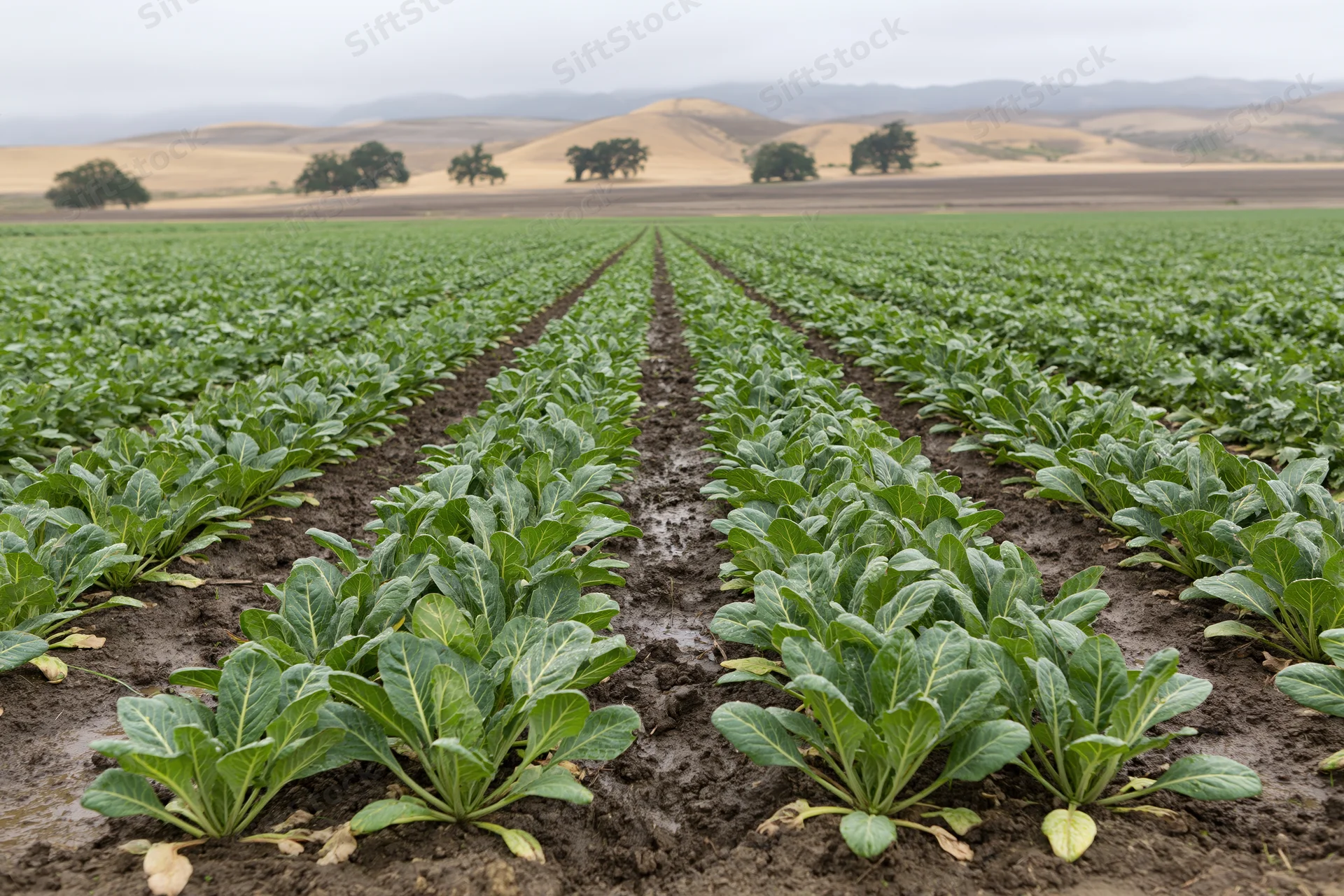 Rows of young leafy green crops growing in a field stretching toward distant hills under an overcast sky