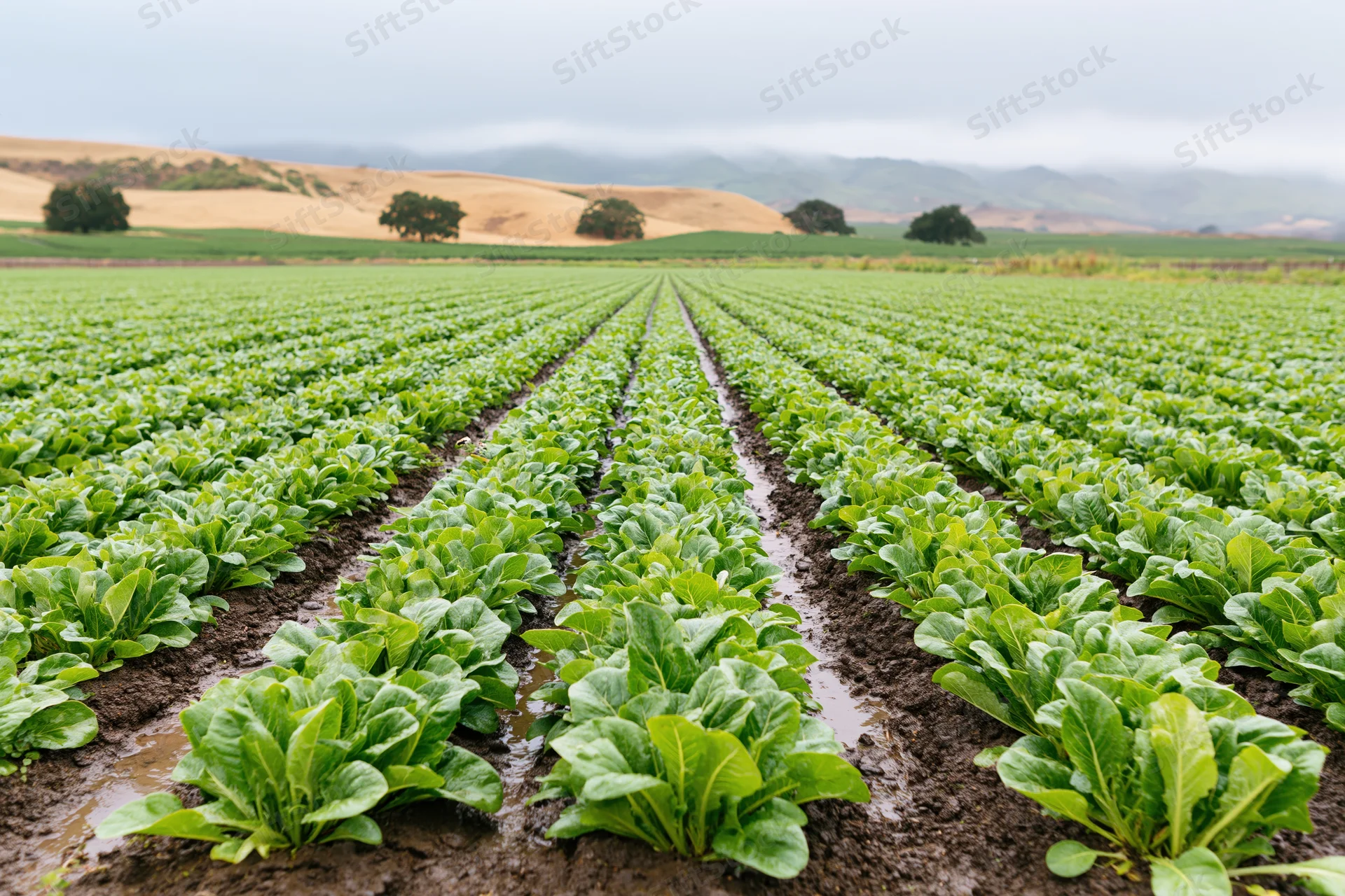 Rows of young lettuce plants growing in a farm field under an overcast sky