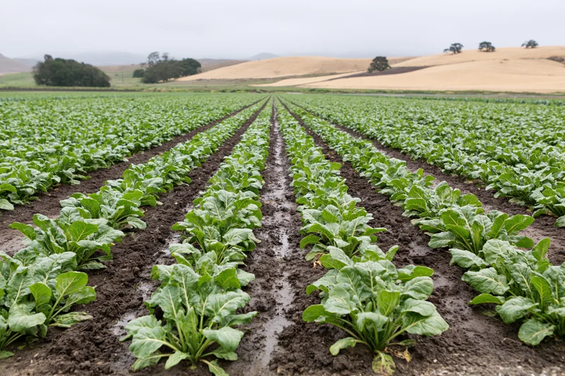 Rows of young leafy green crops growing in a field under an overcast sky