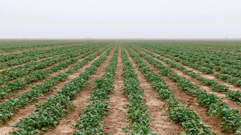 Rows of young soybean plants growing in a flat agricultural field under an overcast sky