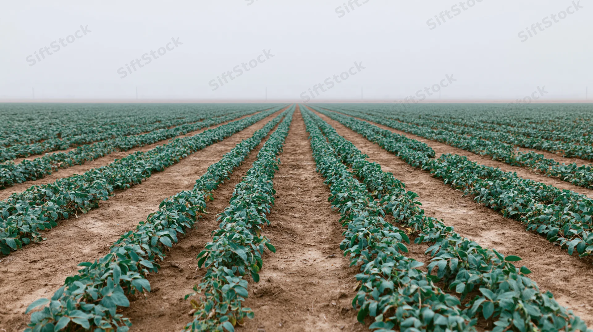 Rows of soybean plants growing in a flat agricultural field under an overcast sky