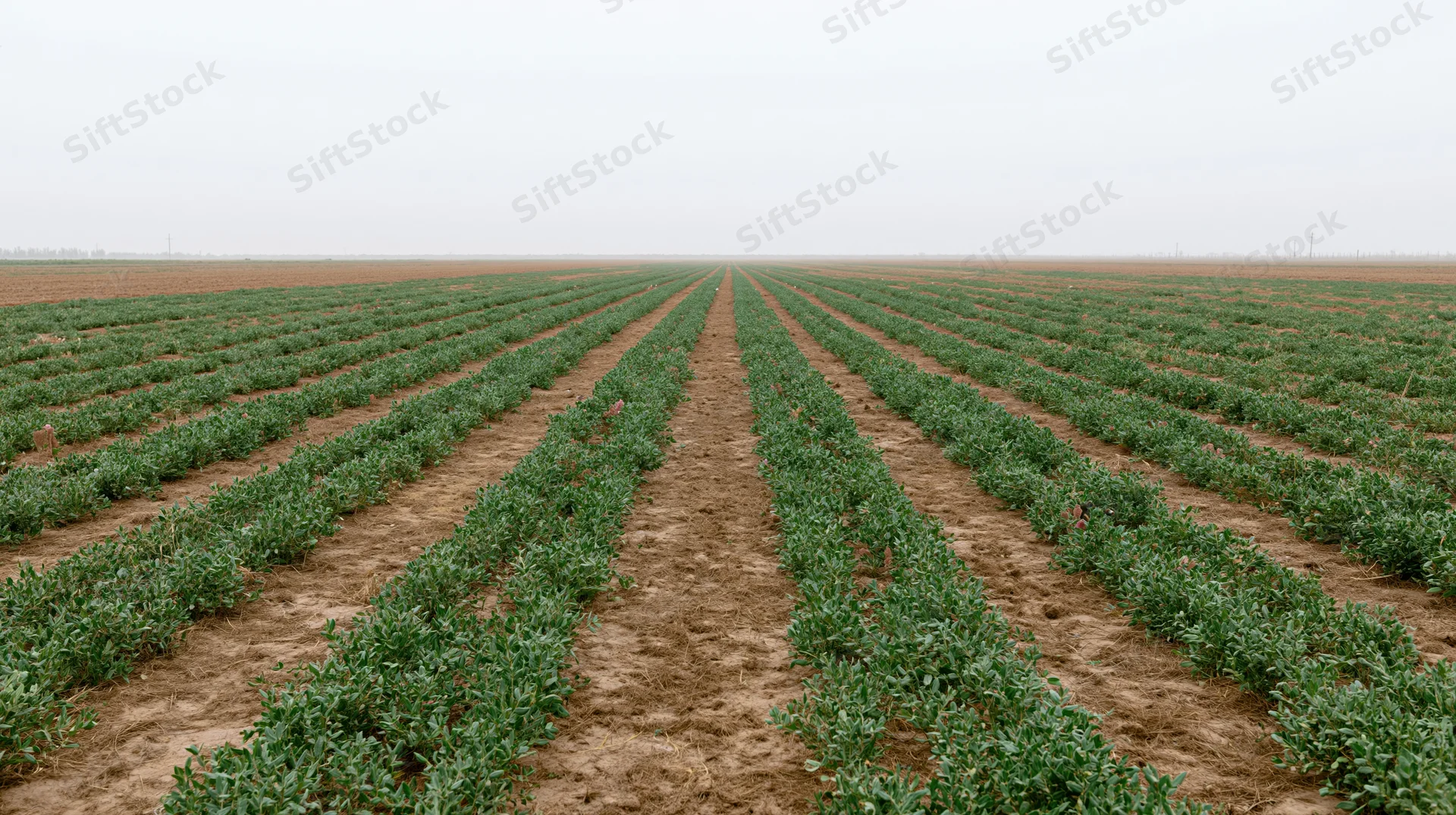 Rows of blueberry plants growing in a flat agricultural field under an overcast sky