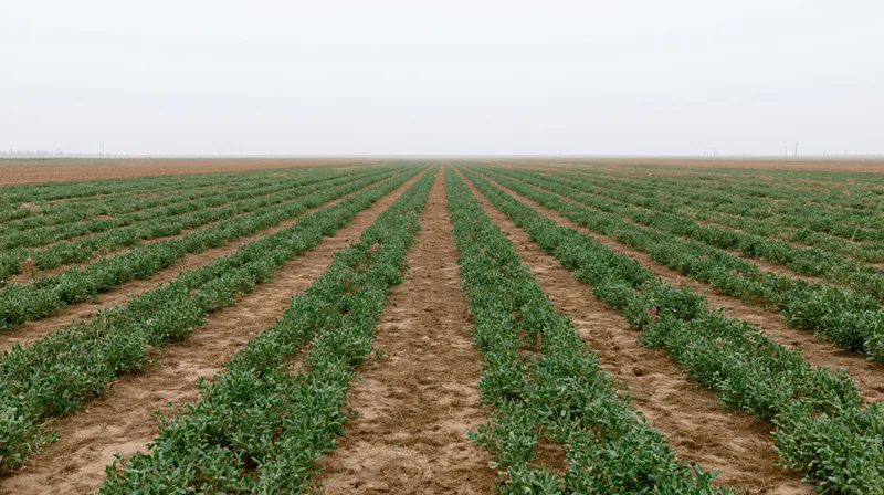 Rows of blueberry plants growing in a flat agricultural field under an overcast sky