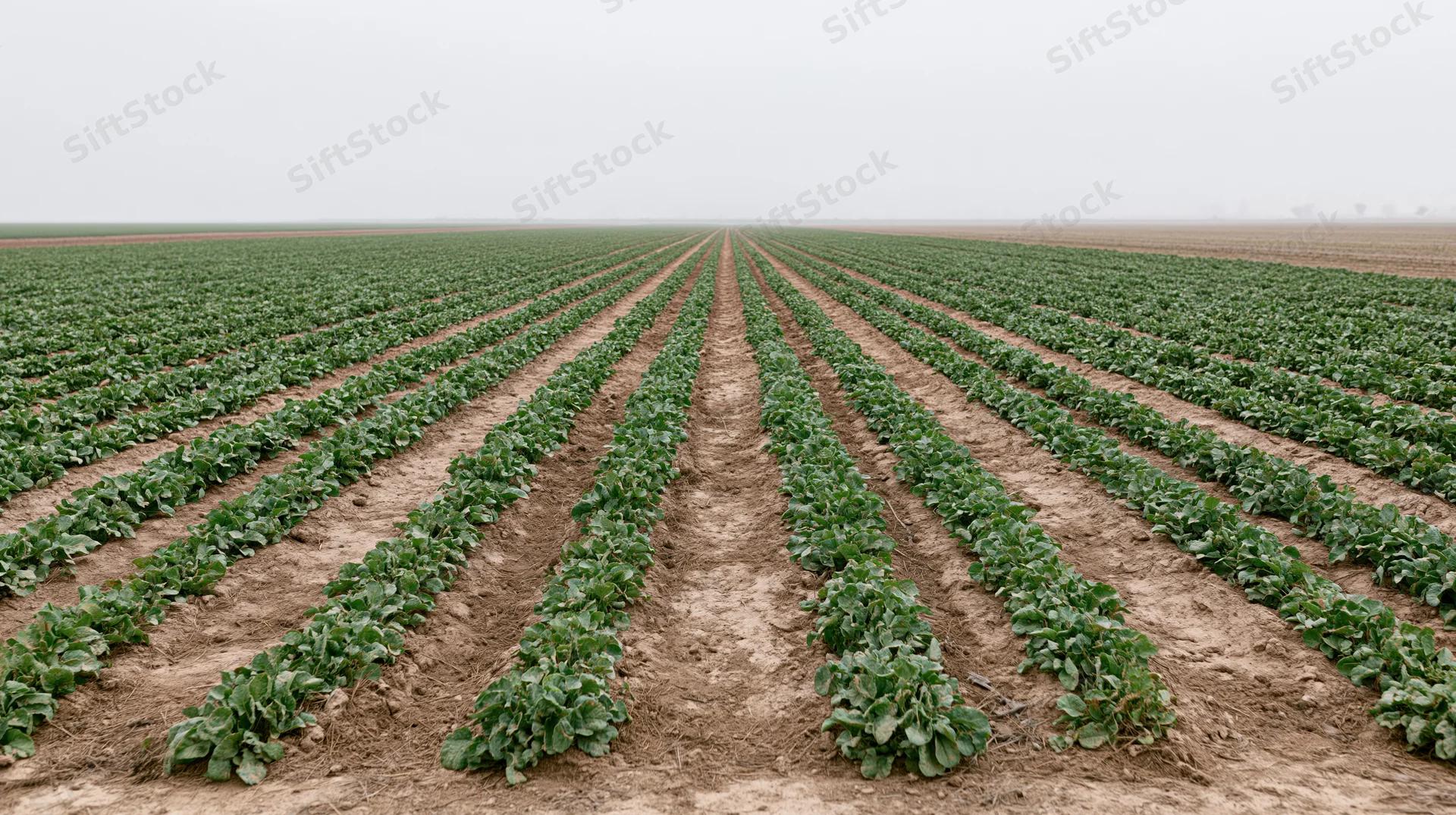 Parallel rows of green crops growing in a flat agricultural field under an overcast sky