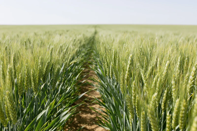 Rows of green wheat growing in a vast field under a clear sky