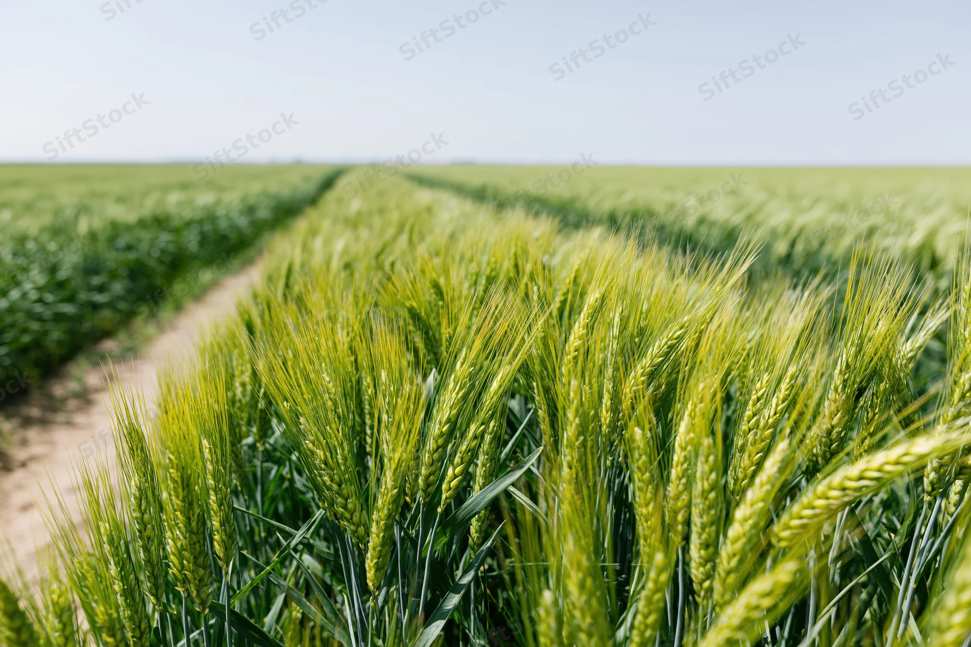 Green wheat field stretching to the horizon in a rural landscape