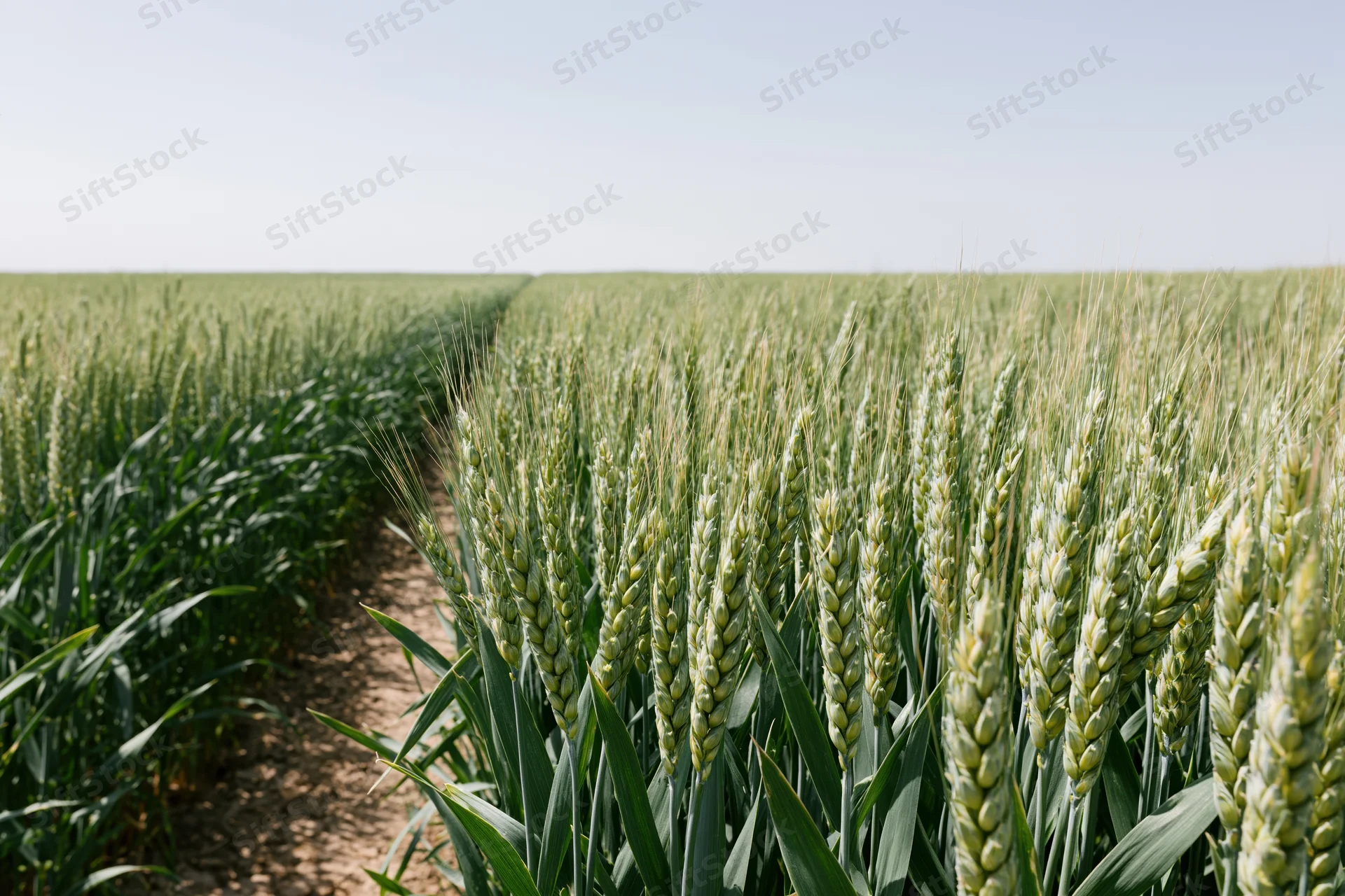 Green wheat field stretching to the horizon under clear sky