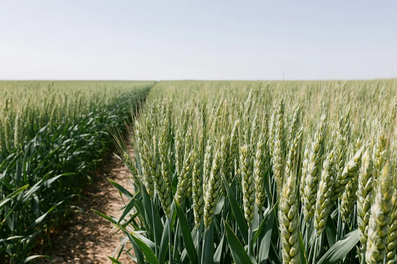 Green wheat field stretching to the horizon under clear sky